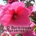 Small image of HIBISCUS